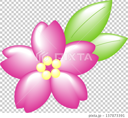 A single cherry blossom, deep pink, with leaves. 137873391