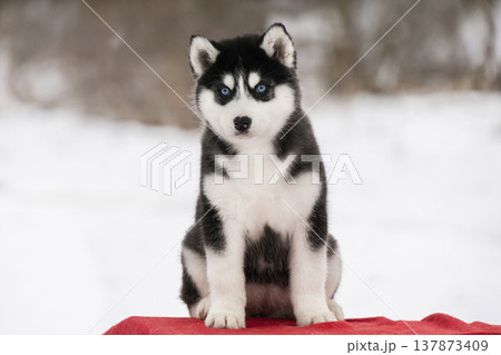 Serious Siberian Husky puppy with bright blue eyes sitting on the snow 137873409