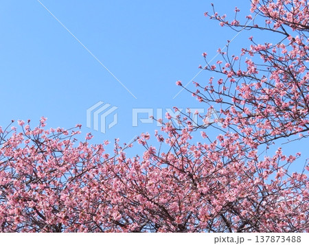 青空と満開の河津桜 春の風景 137873488