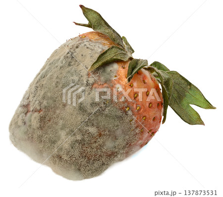 Spoiled strawberries covered with thick white and grey mold Spoiled strawberries covered with thick white and grey mold 137873531