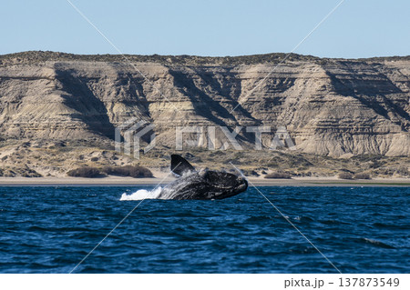 Sohutern right whale jumping, endangered species, 137873549
