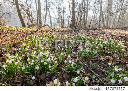 Spring flowers in the shining sunlight, Leucojum vernum, called spring snowflake Spring flowers in the shining sunlight, Leucojum vernum, called spring snowflake 137873557