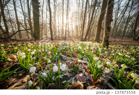 Spring flowers in the shining sunlight, Leucojum vernum, called spring snowflake 137873558