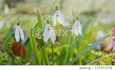 Spring snowdrops flowers in the shining sunlight, Galanthus nivalis, floodplain forest in early spring Spring snowdrops flowers in the shining sunlight, Galanthus nivalis, floodplain forest in early spring 137873576