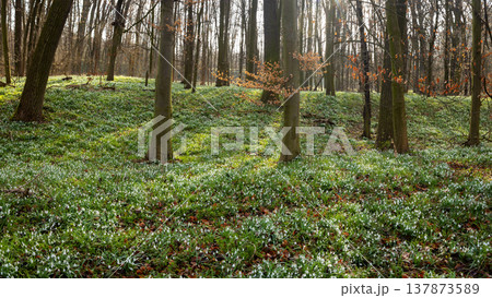 Spring snowdrops flowers in the shining sunlight, Galanthus nivalis, floodplain forest in early spring 137873589