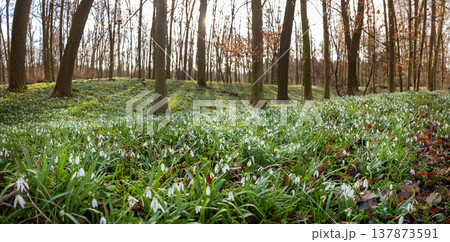 Spring snowdrops flowers in the shining sunlight, Galanthus nivalis, floodplain forest in early spring 137873591