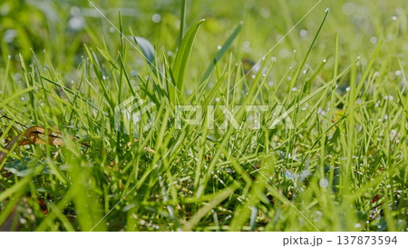 Spring green grass with water drops in the shining sunlight, macro shot 137873594