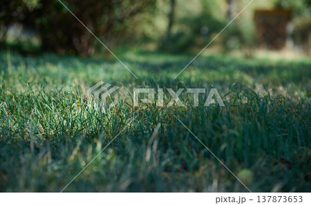 Green grass in a field, focused on the center, with a blurred foreground and background 137873653