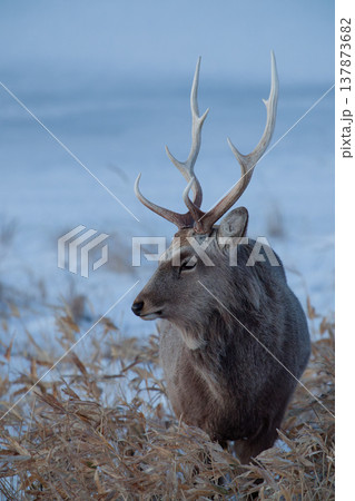 エゾシカ 137873682