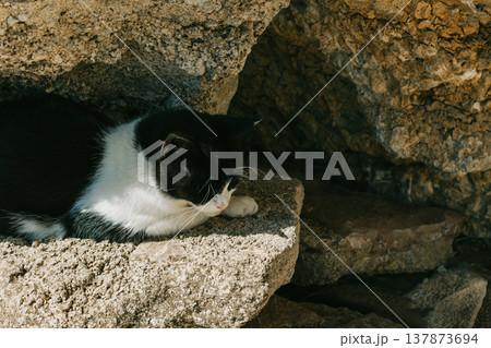 Cute tabby grey cat on a rocks of Budva old town, Montenegro. 137873694