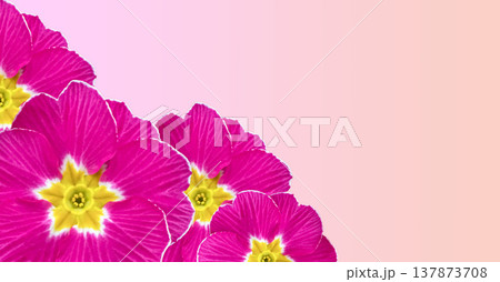 Delicate primrose flower closeup on soft pink floral spring background, clean copyspace for template mockup and advertising design. Delicate primrose flower closeup on soft pink floral spring background, clean copyspace for template mockup and advertising design. 137873708