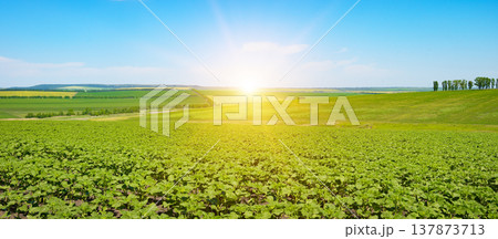First Light of Day Enhancing Fresh Sunflower Growth on Wide, Undulating Agricultural Fields First Light of Day Enhancing Fresh Sunflower Growth on Wide, Undulating Agricultural Fields 137873713