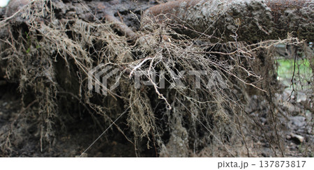 Closeup photo of root system of a tree that fell after a storm Closeup photo of root system of a tree that fell after a storm 137873817