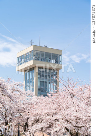 「青森県」満開の桜と舘鼻公園の風景 八戸市 「青森県」満開の桜と舘鼻公園の風景 八戸市 137873875