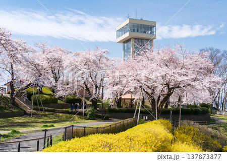 「青森県」満開の桜と舘鼻公園の風景　八戸市 137873877