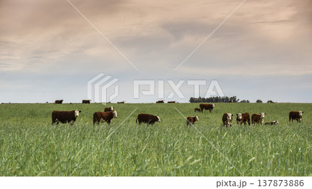 Cattle raising  with natural pastures in Pampas countryside, La Pampa Province,Patagonia, Argentina. 137873886
