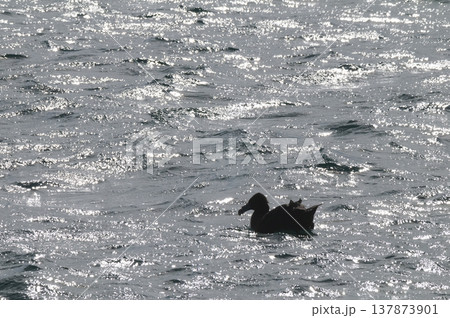Giant Petrel , Peninsula Valdes, Unesco World heritage site, Chubut Province, Patagonia, Argentina. Giant Petrel , Peninsula Valdes, Unesco World heritage site, Chubut Province, Patagonia, Argentina. 137873901