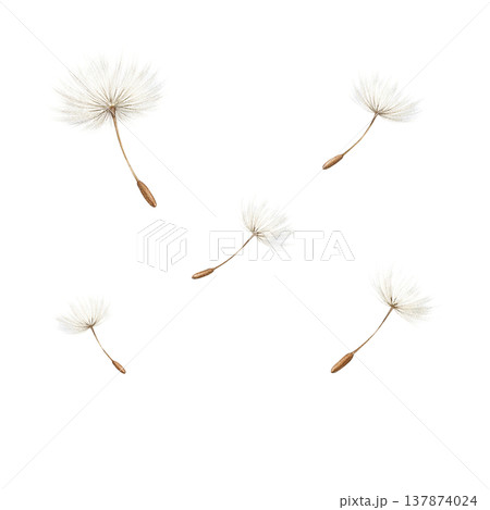 たんぽぽ 綿毛 パーツ素材 風に舞う 春 ナチュラル 水彩イラスト たんぽぽ 綿毛 パーツ素材 風に舞う 春 ナチュラル 水彩イラスト 137874024