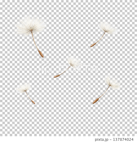 たんぽぽ 綿毛 パーツ素材 風に舞う 春 ナチュラル 水彩イラスト たんぽぽ 綿毛 パーツ素材 風に舞う 春 ナチュラル 水彩イラスト 137874024