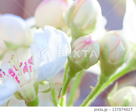 Pear blossom, spring background with pear flowers for design on the theme of spring and botany, white flowers on a branch on a light background, suitable for advertising, seasonal promotions, Pear blossom, spring background with pear flowers for design on the theme of spring and botany, white flowers on a branch on a light background, suitable for advertising, seasonal promotions, 137874027