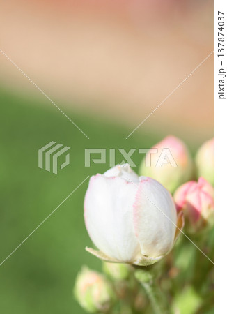 Pear blossom, spring background with pear flowers for design on the theme of spring and botany, white flowers on a branch on a light background, suitable for advertising, seasonal promotions, Pear blossom, spring background with pear flowers for design on the theme of spring and botany, white flowers on a branch on a light background, suitable for advertising, seasonal promotions, 137874037