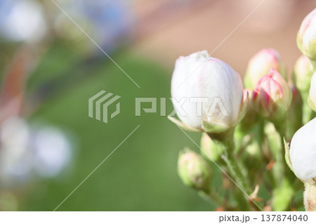 Pear blossom, spring background with pear flowers for design on the theme of spring and botany, white flowers on a branch on a light background, suitable for advertising, seasonal promotions, 137874040