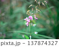 萩の花 137874327