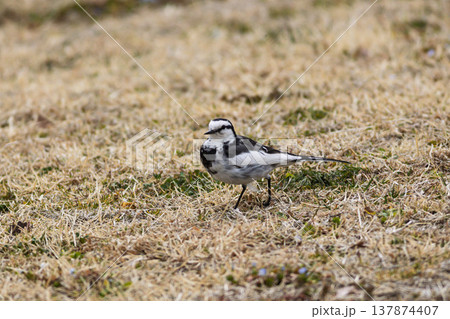 ハクセキレイ ハクセキレイ 137874407