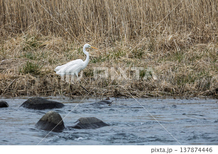川辺のシラサギ 川辺のシラサギ 137874446