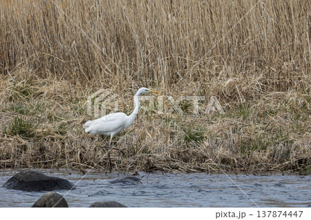 川辺のシラサギ 川辺のシラサギ 137874447