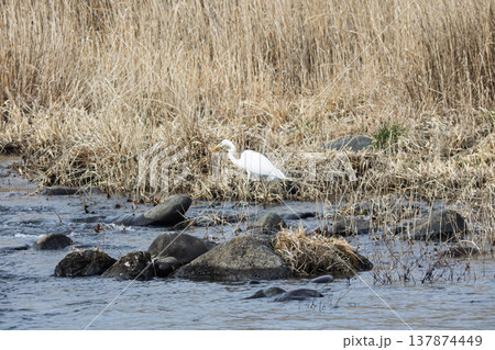 川辺のシラサギ 川辺のシラサギ 137874449