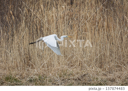 飛翔するシラサギ 137874483