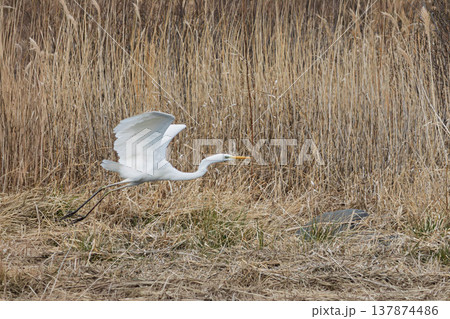 飛翔するシラサギ 飛翔するシラサギ 137874486