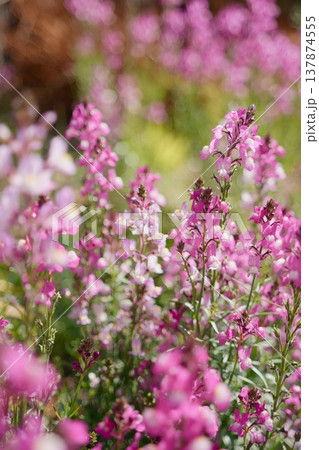 庭のリナリア 137874555