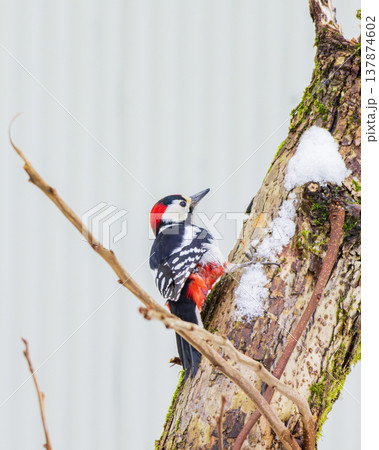 雪が残る木の幹に止まり餌を探す野生のアカゲラ 137874602
