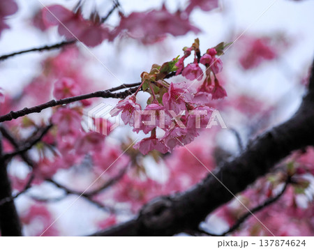 河津桜のある風景 河津桜のある風景 137874624
