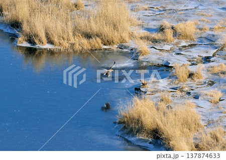 湿原を飛ぶオジロワシの成鳥(北海道・標茶町) 湿原を飛ぶオジロワシの成鳥(北海道・標茶町) 137874633