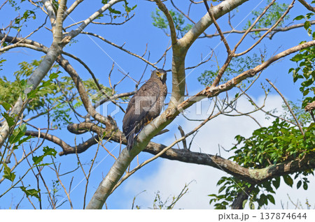カンムリワシの成鳥（沖縄県・石垣島） 137874644