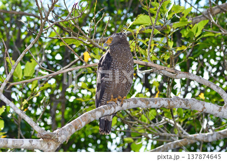 カンムリワシの成鳥（沖縄県・石垣島） 137874645