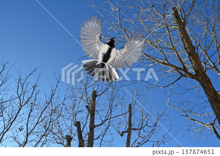 シジュウカラの飛翔（北海道・鶴居村） 137874651