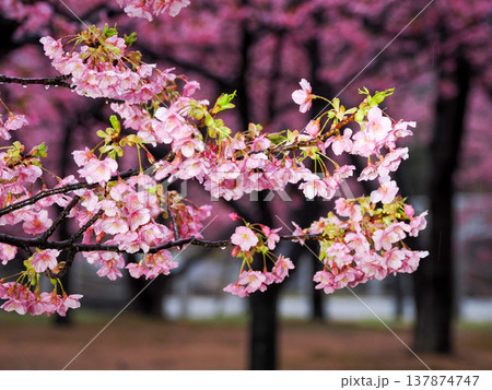 河津桜のある風景 河津桜のある風景 137874747