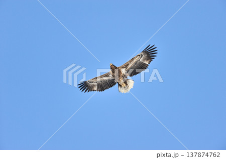 オオワシ若鳥の飛翔（北海道・知床） 137874762