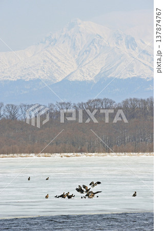 氷上で魚を奪い合うオジロワシとオオワシ(北海道・小清水町) 氷上で魚を奪い合うオジロワシとオオワシ(北海道・小清水町) 137874767