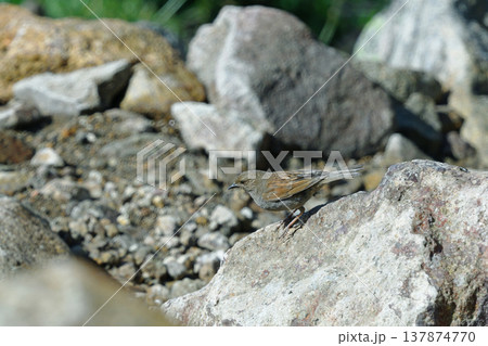 カヤクグリ（北海道・大雪山） 137874770