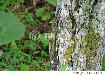 巣立ち雛に給餌するウグイス（北海道・鶴居村） 137874791