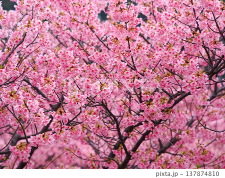 河津桜のある風景 137874810