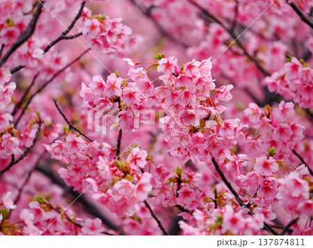 河津桜のある風景 河津桜のある風景 137874811
