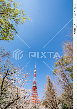 「東京都」青空に映える東京タワーと満開の桜 港区 「東京都」青空に映える東京タワーと満開の桜 港区 137874864