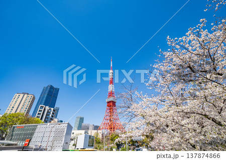 「東京都」青空に映える東京タワーと満開の桜 港区 「東京都」青空に映える東京タワーと満開の桜 港区 137874866
