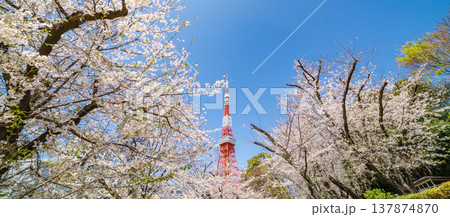 「東京都」青空に映える東京タワーと満開の桜　港区 137874870
